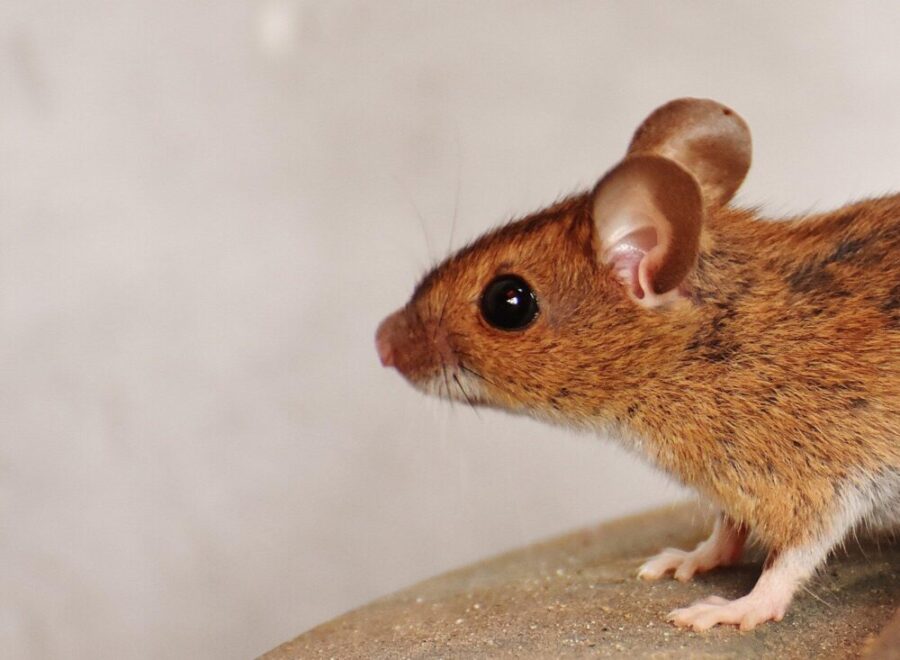 mouse-rodent-cute