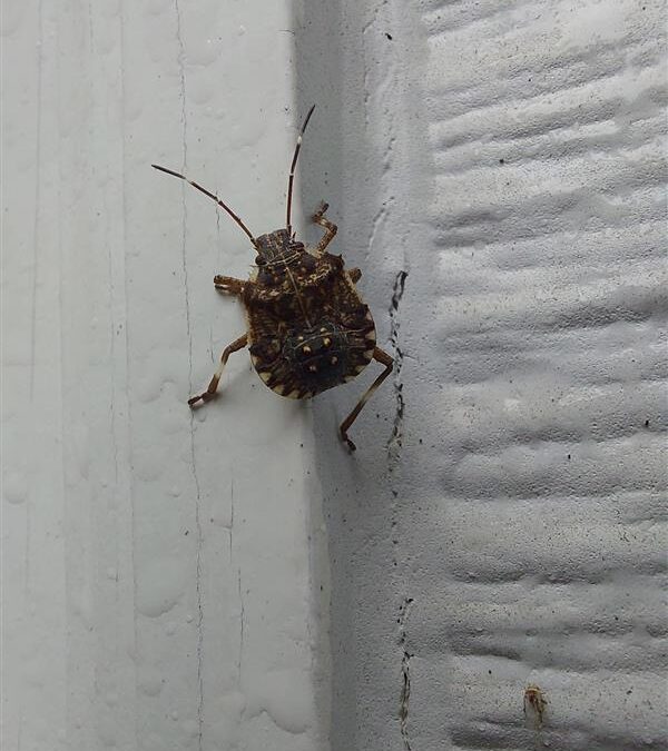 Seasonal Invaders Explained: Why Pests Sneak Into Homes During Fall