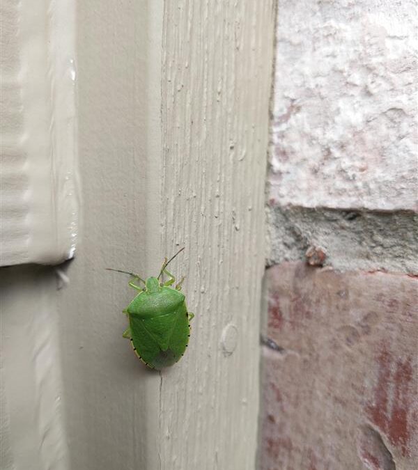 Stink Bugs in the Pacific Northwest: Identification, Behavior, and Prevention