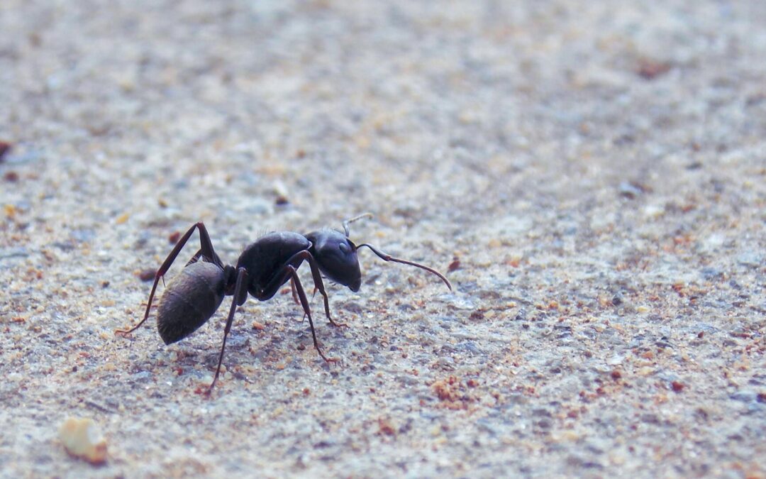 4 Signs You Need Pavement Ant Control Immediately