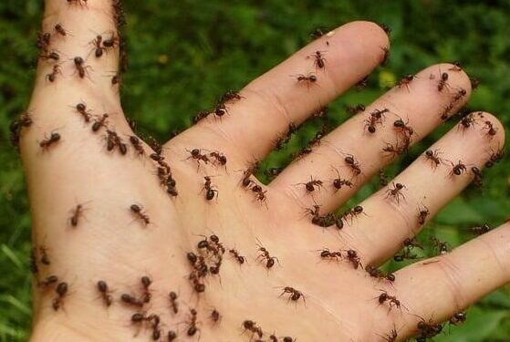 Sugar Ant Pest Control: When to Call in the Experts