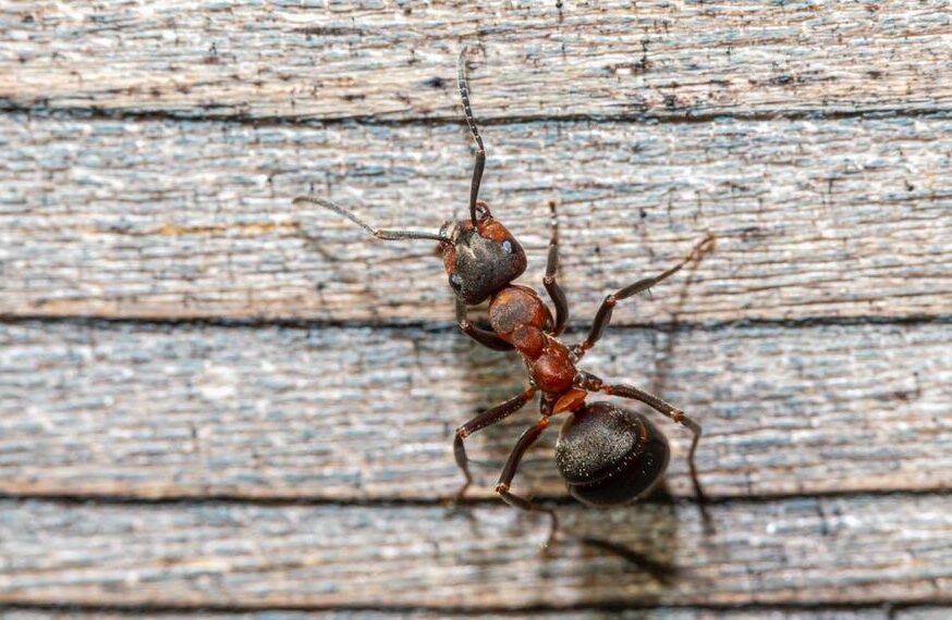 fc3bb118e923d5e5eb8ea4480a45e029