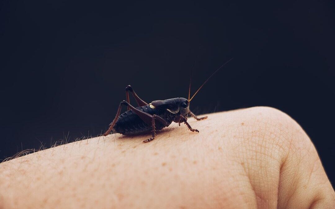 How to Handle a Flea Infestation in Your Carpet