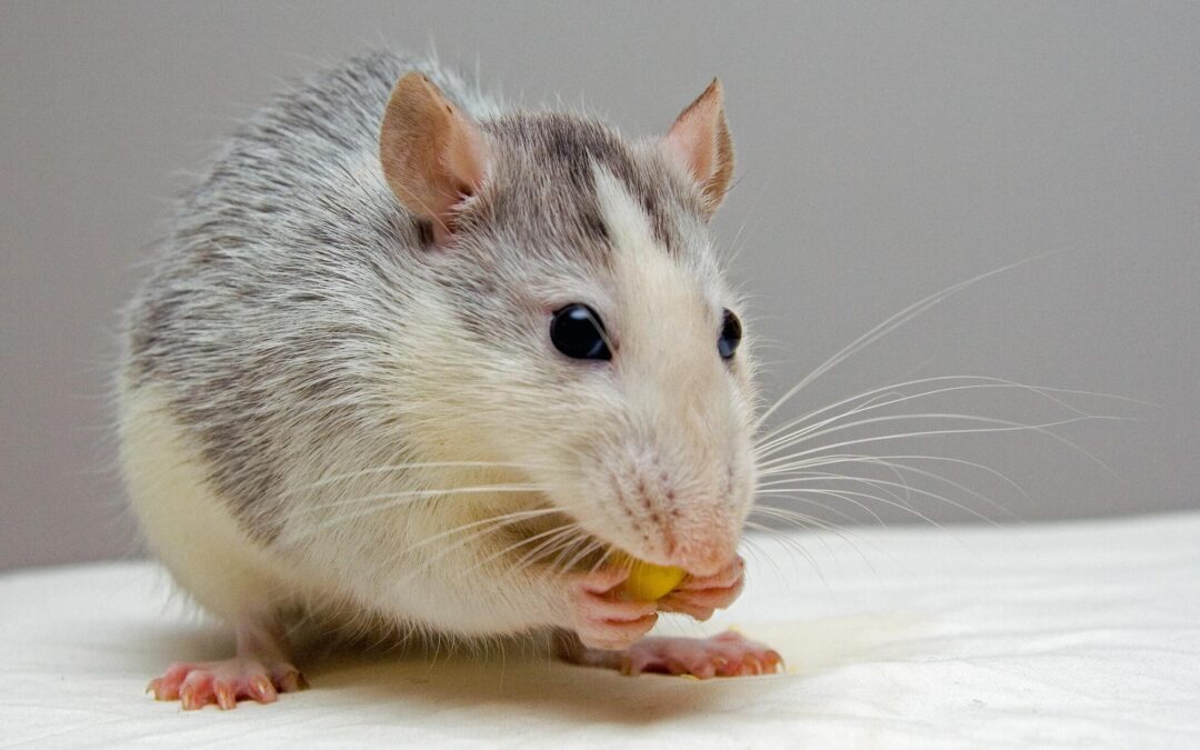 Rodent Inspection: The Key to Effective Pest Control