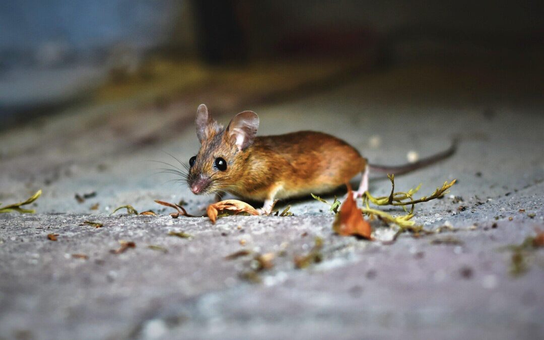 What Does a Rat Nest Look Like?