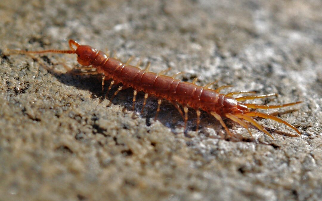 How to Control and Prevent a Centipede Infestation