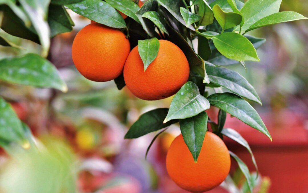 Why Your Fruit Fly Control Isn’t Working and How to Fix It