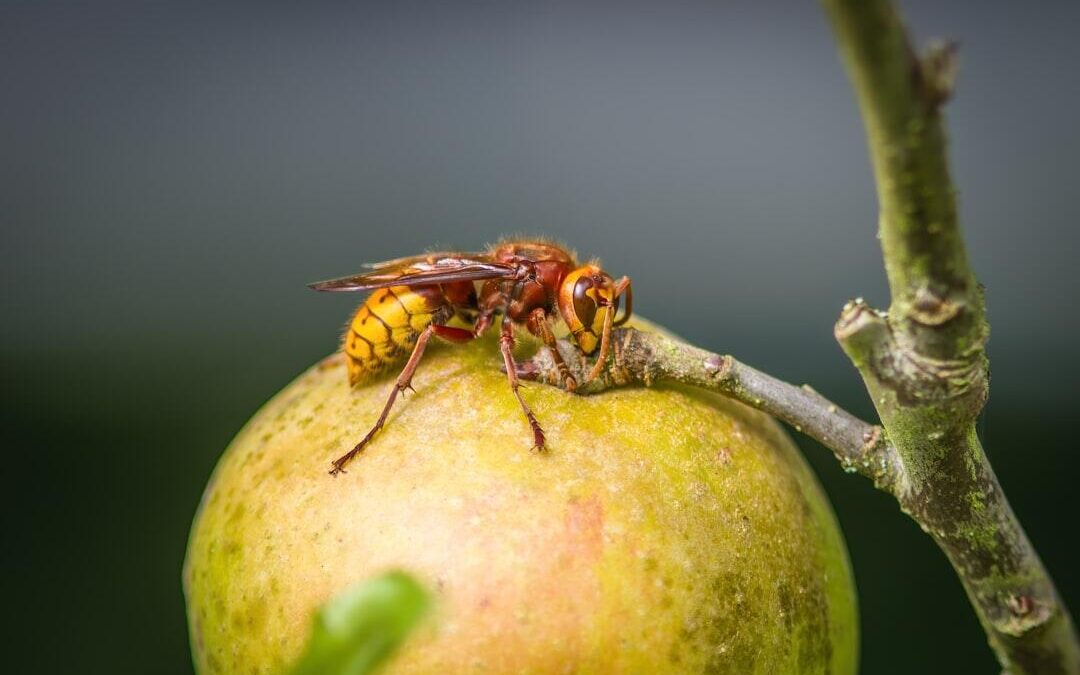 The Source of Fruit Flies: Where Do They Come From?