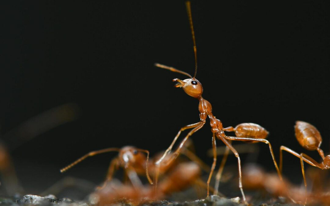 Why Are Seattle Household Ants Suddenly Showing Up in Spring?