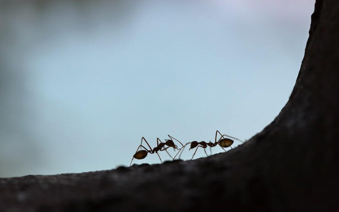 Uncovering the Threat of Asian Needle Ants to Your Washington Home