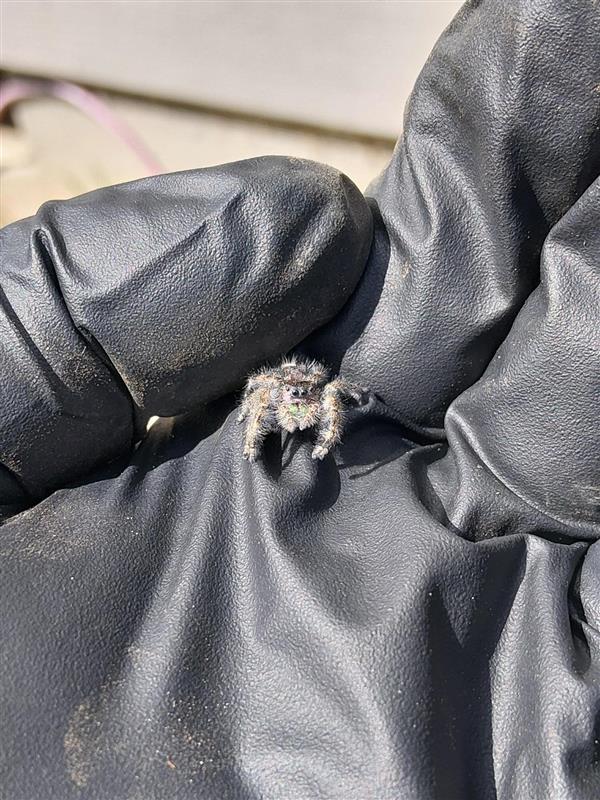 A small jumping spider in the gloved hands of a technician