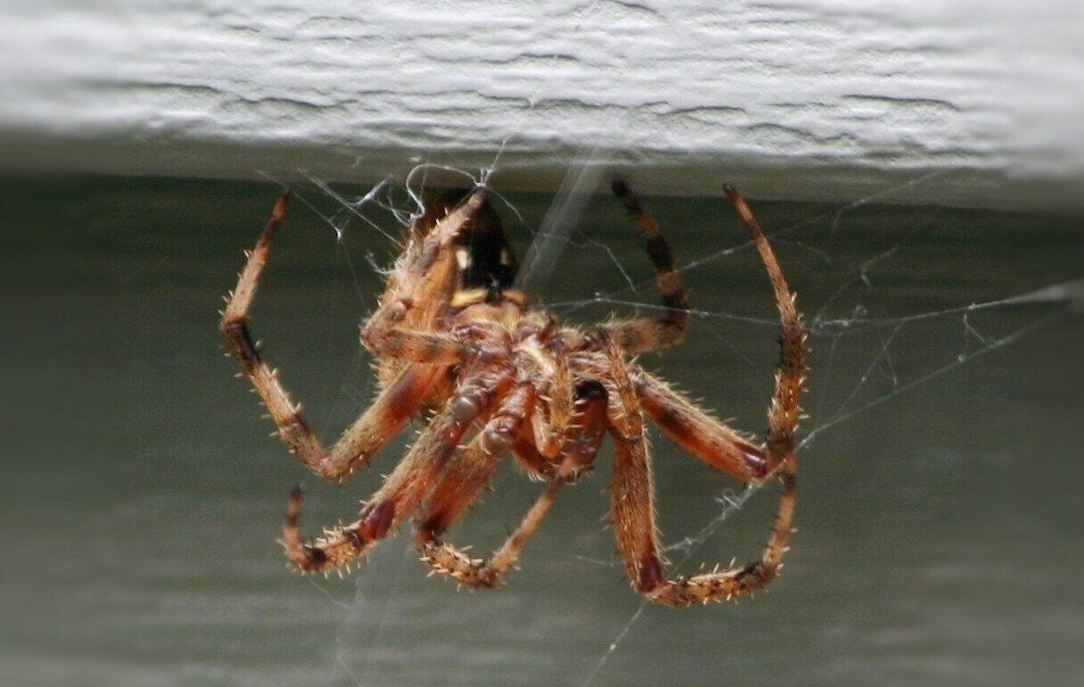 brown-house-spider-web-weaving