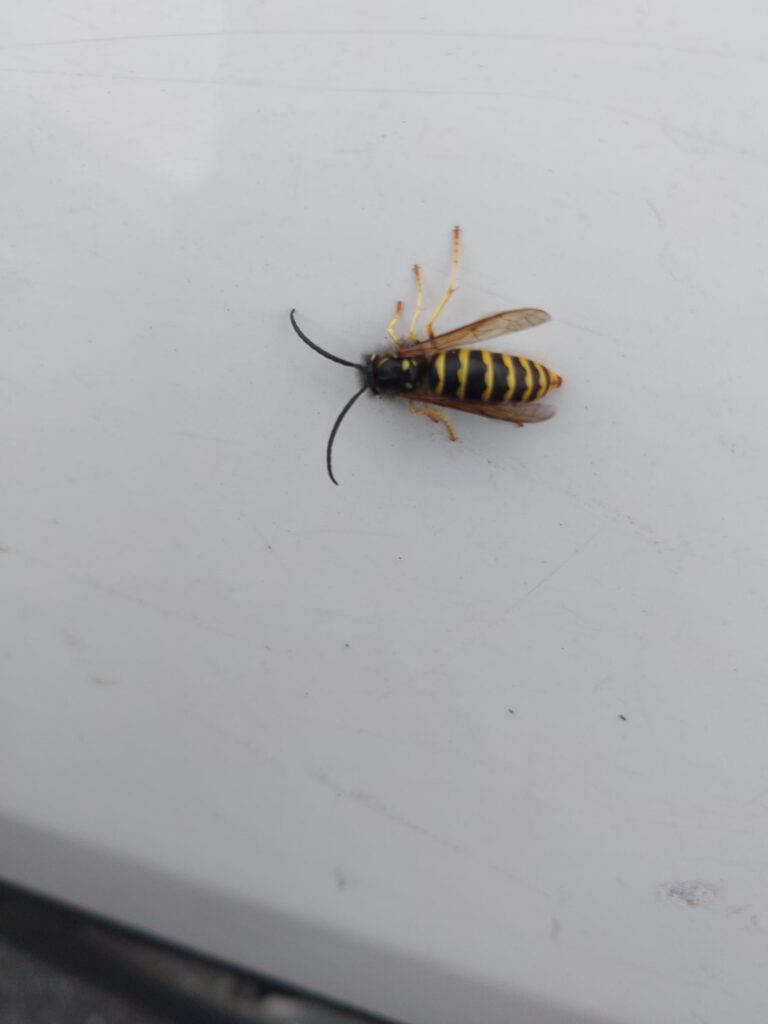 A yellowjacket on a white truck